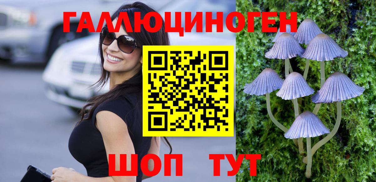 Галлюциногенные грибы Psilocybe Нальчик